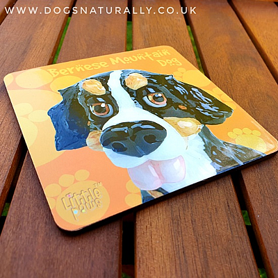 Bernese Mountain Dog Fun Gift Coaster